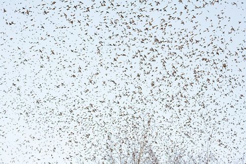 Flock of bramblings by Jiri Viehmann