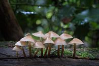 Pilz 2020 von Gerhard Hoogterp Miniaturansicht