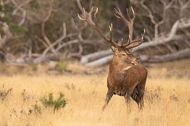 Cerfs sur le Hoge Veluwe, période de rut.