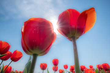 Rode tulpen by Moetwil en van Dijk - Fotografie