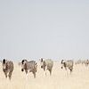 Zebra's in Etosha NP Namibie van Ellen van Drunen