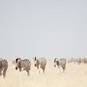 Nationaal park Etosha