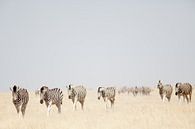 Zebra's in Etosha NP Namibie van Ellen van Drunen thumbnail