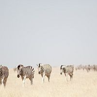 National Park Etosha