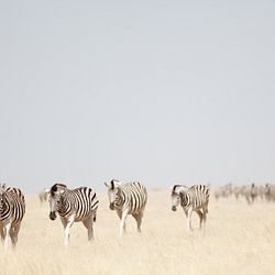 Etosha-Nationalpark