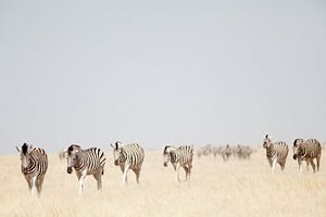 Zèbres dans le PN d'Etosha en Namibie sur Ellen van Drunen