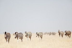 Zèbres dans le PN d'Etosha en Namibie