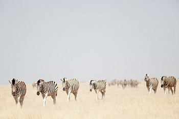 Zebra's in Etosha NP Namibie