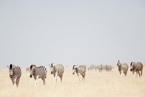 Zebras in Etosha NP Namibia