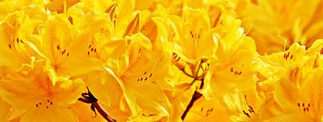 Gele rododendron bloemen in de zon van Werner Lehmann