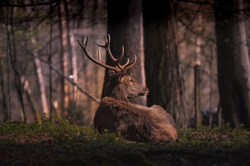 Hirsch von Hans-Bernd Lichtblau