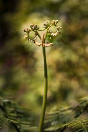 Monsieur Farn von Waidwinkel Photodesign