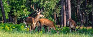 Red deer