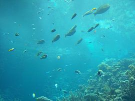 Wondrous Underwater World by Alex Hilligehekken, verhalen verteller met foto's