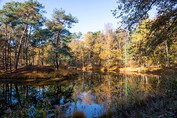 Reflexionen der Herbstfarben der Blätter im Herbst im Wald, See im Utrechtse Heuvelrug, Zeist von John Ozguc