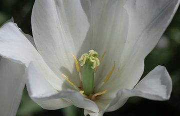 Tulipe - Triomphateur blanc sur Matthias Brix
