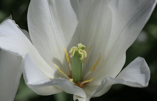 Tulpe - White Triumphator von Matthias Brix