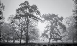 Foggy morning The Strubben by Jurjen Veerman