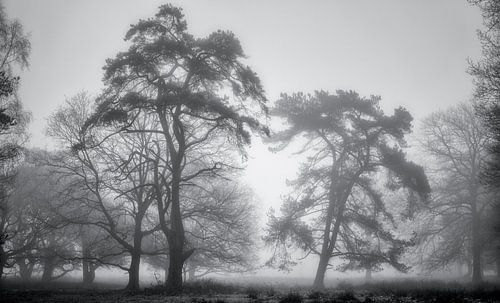 Foggy morning The Strubben by Jurjen Veerman