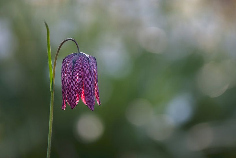 Fritillaria meleagris, Lapwing flower by Ineke Nientied