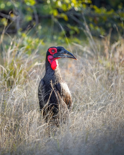 Neushoornvogel