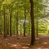 Photo wallpaper Forest by Anita Meis