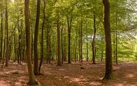 Photo wallpaper Forest