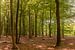 Fototapete Wald von Anita Meis