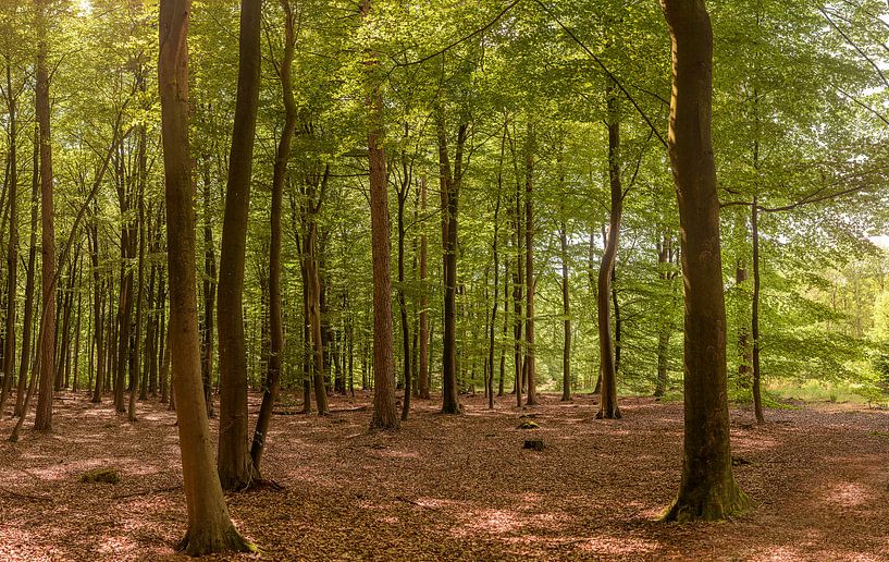 Photo wallpaper Forest by Anita Meis