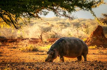 Hippopotamus van Loris Photography