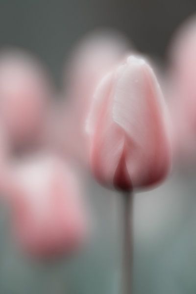 Spring Dreams by Anneliese Grünwald-Märkl