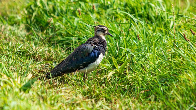 The Eemnesser Polder by Peter Veerman