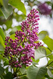 Sering by didier de borle