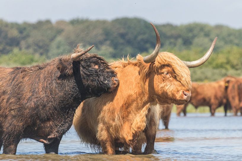 Les Highlanders écossais dans l'eau par Anne Zwagers