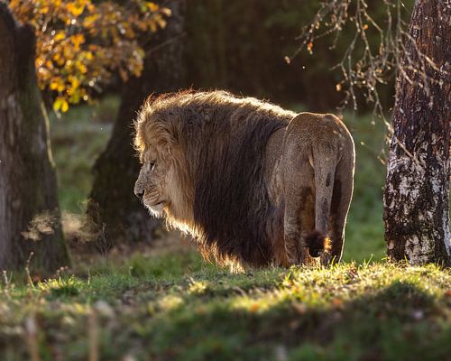 Puissant lion dans le soleil du soir sur Patrick van Bakkum