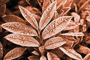 Icy water droplets on foliage in a brown terracotta tone