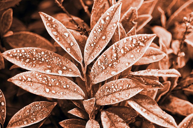 Icy water droplets on foliage in a brown terracotta tone by Silva Wischeropp