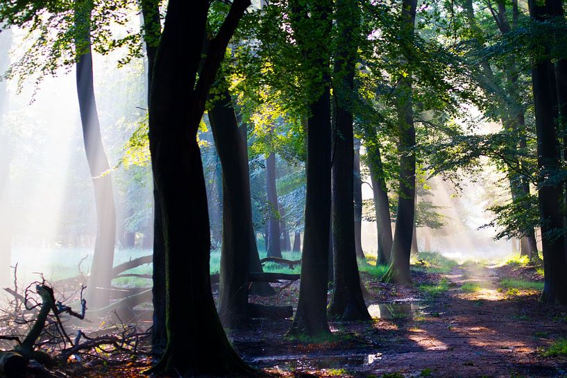 Magie dans la forêt par rene marcel originals
