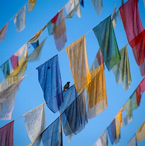 Gebetsfahnen und ein kleiner Vogel, Kathmandu, Nepal, Asien