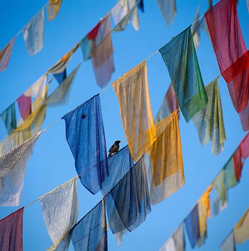 Gebedsvlaggen en een vogeltje, Kathmandu, Nepal, Azië van Walter G. Allgöwer