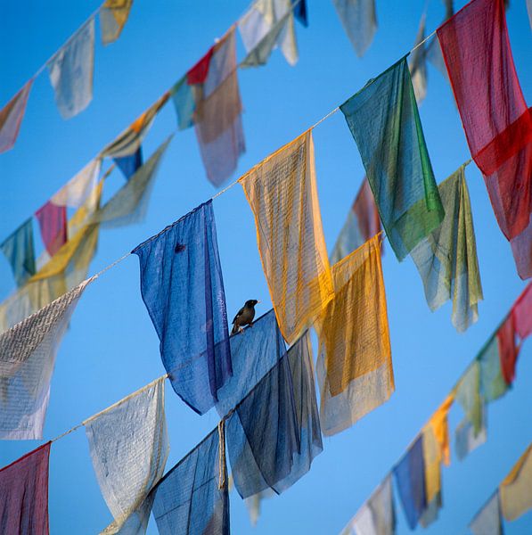 Prayer flags and a small bird, Kathmandu, Nepal, Asia by Walter G. Allgöwer