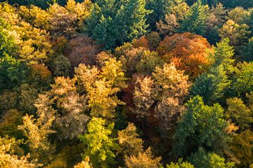 Herbstwald mit bunten Blättern von oben gesehen von Sjoerd van der Wal Fotografie