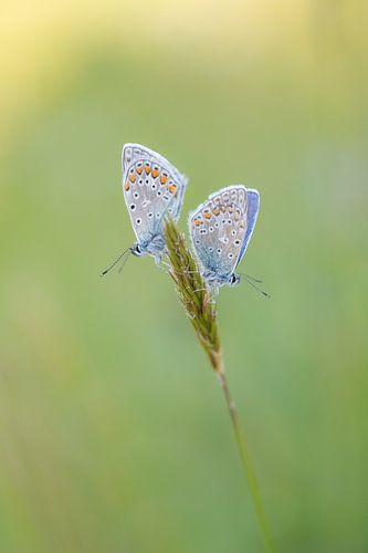 Icarusblauwtjes hangend aan stengel