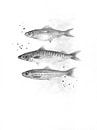 Vissen in zwart wit van Atelier DT thumbnail