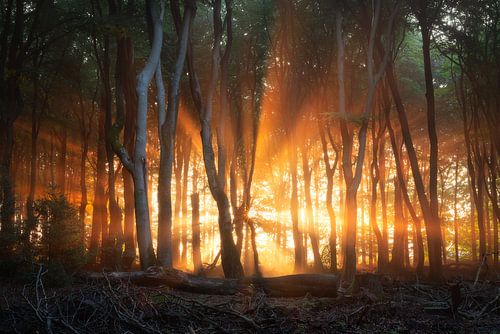 Explosive Sunrise Bursting Through the Trees