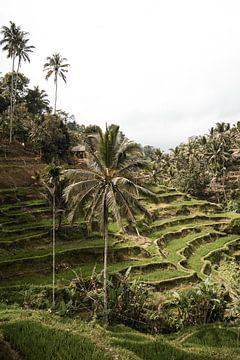 Bali vibes 2 by Inge van Tilburg