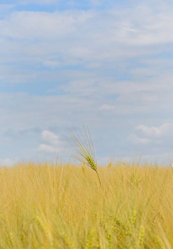 Au-dessus du niveau du sol sur Nienke Bot