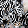 Zebras