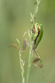 Whoops by Virginie Van Baelen