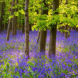 Frühling im Hasenglöckchenwald von Daniela Beyer